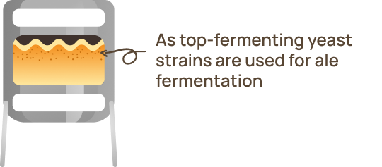 ales-fermentation
