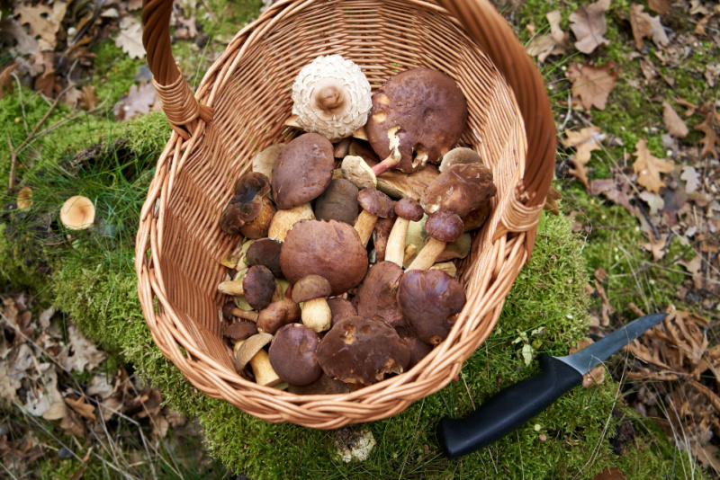 forage-mushroom