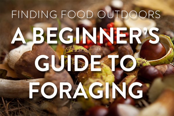 foraging-food-feature