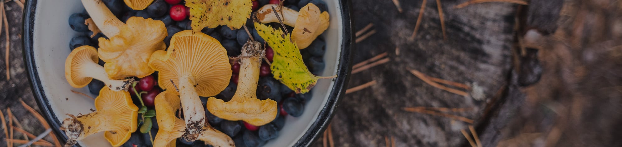 Finding Food Outdoors: A Beginner’s Guide to Foraging