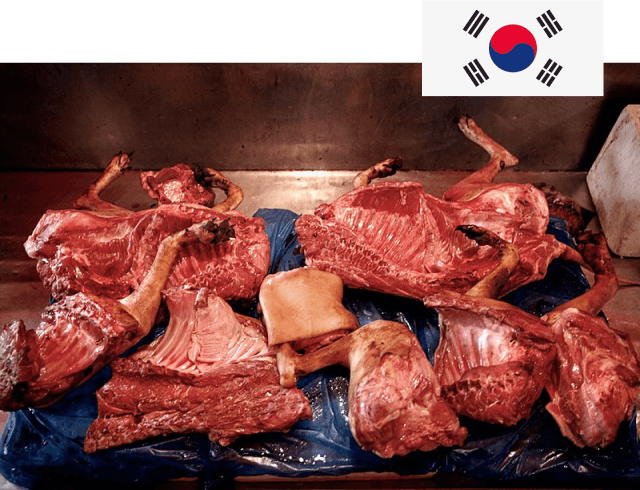 South Korea - Dog Meat