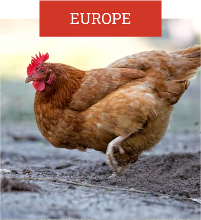 Chicken Among Europeans