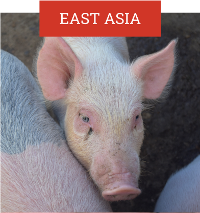 Domain Pork East Asia