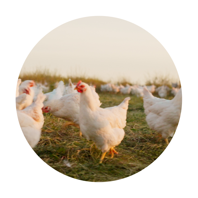 Factors Influencing Meat