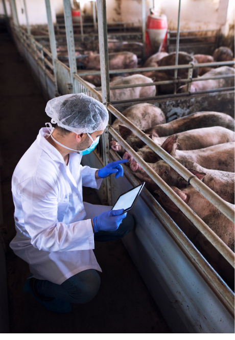 Globle Meat Industry