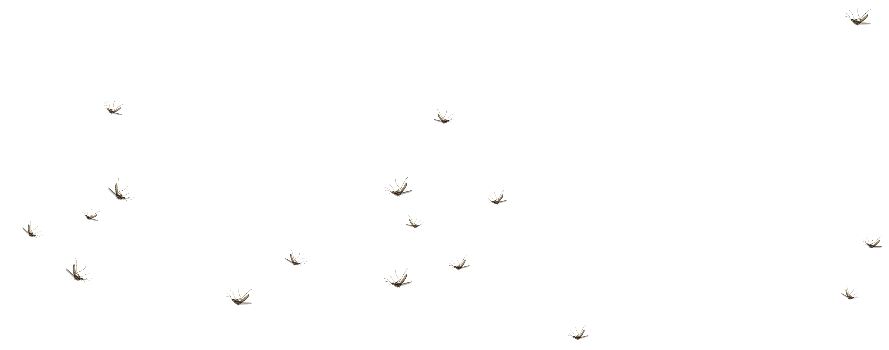 Mosquitoes