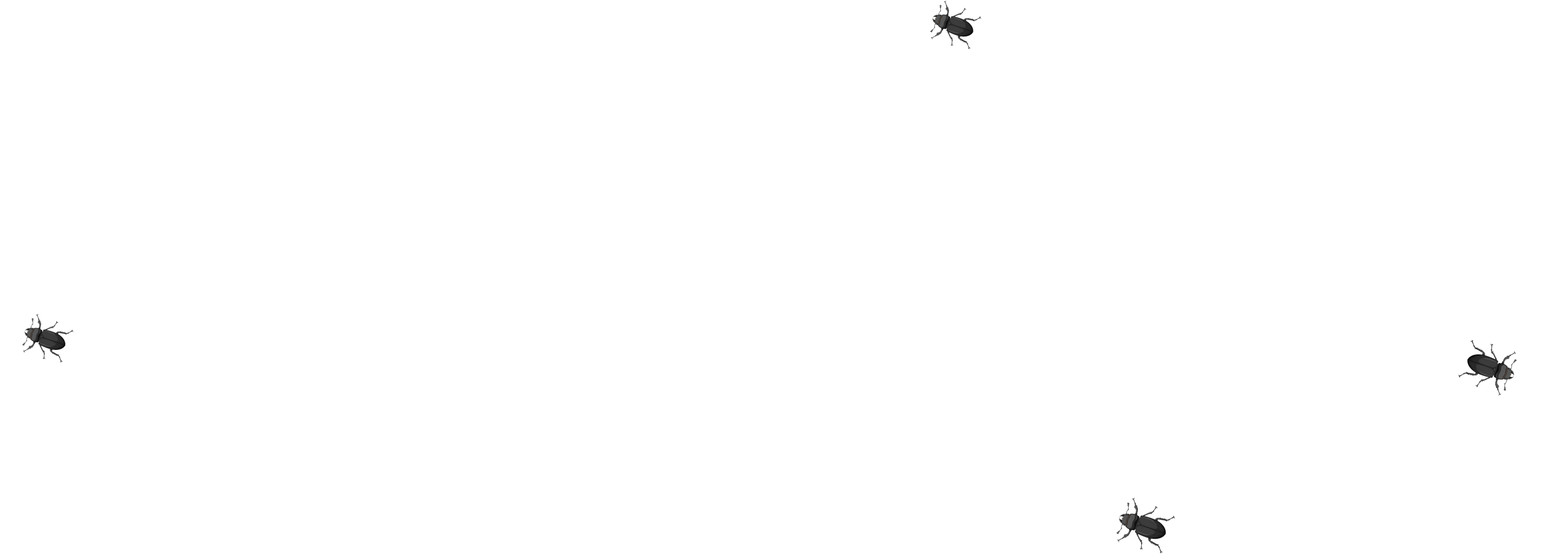 black-bugs