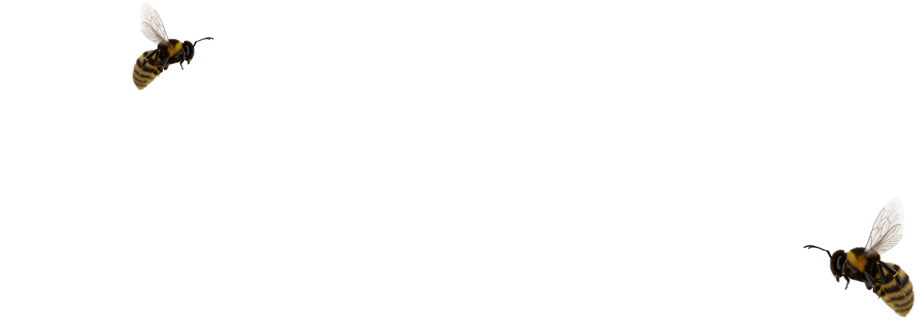 bugs-h1-img