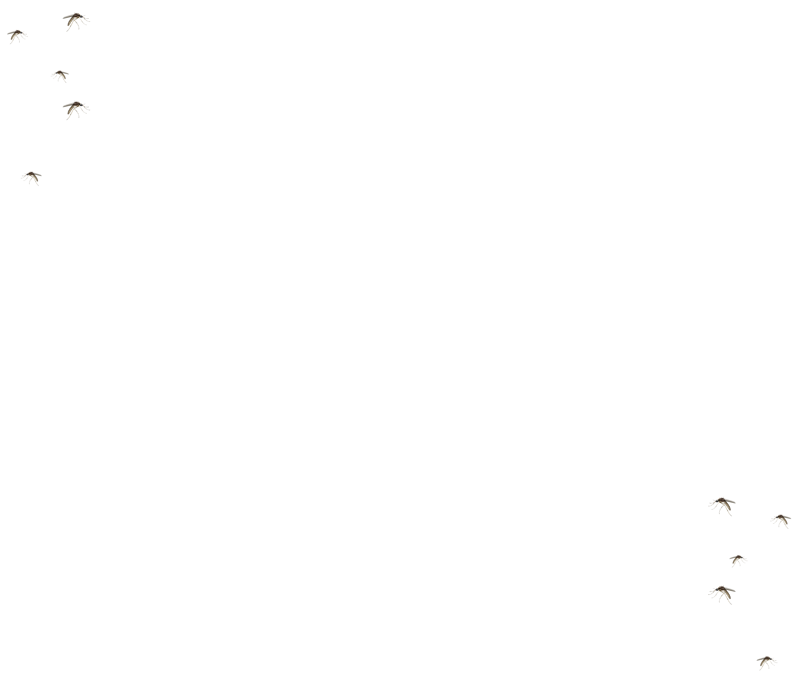 mosquitoes-image