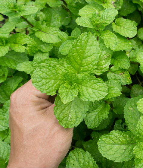 Basil