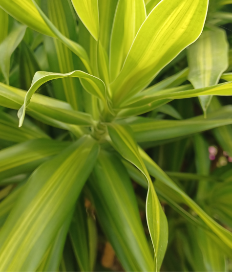 Citronella