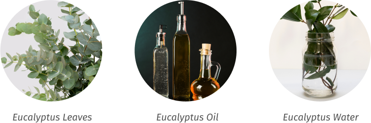 Eucalyptus 1