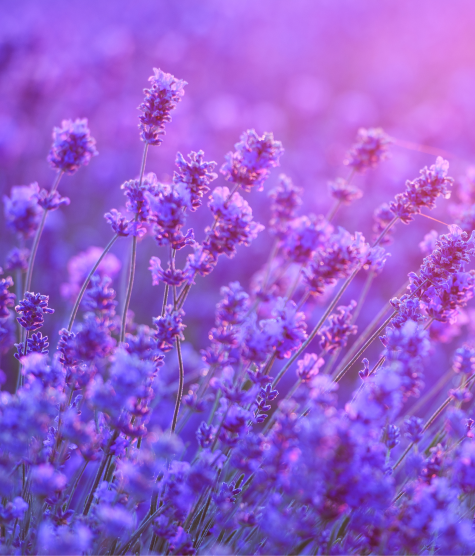 Lavander