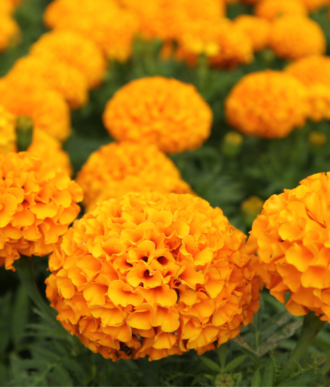 Marigolds