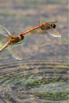 Standing Water