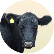 Angus