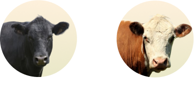 Beef Cattle