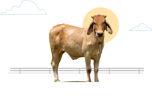Brahman 07