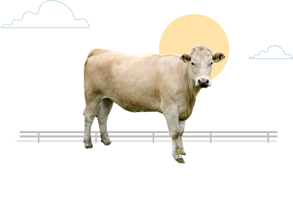 Charolais 03