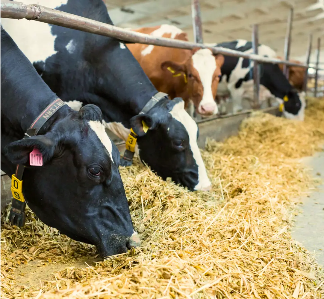 Crossbreeding & Hybrid Vigor in Beef Production-1