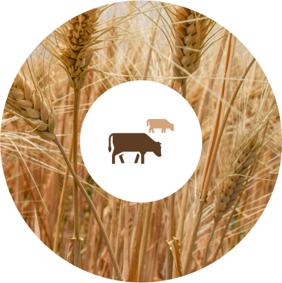 Grain FED