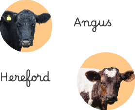 Grain -fed -beef