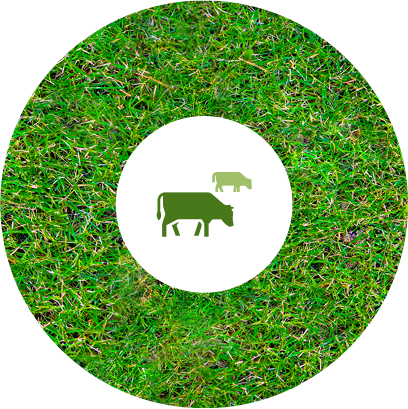 Grass Fed