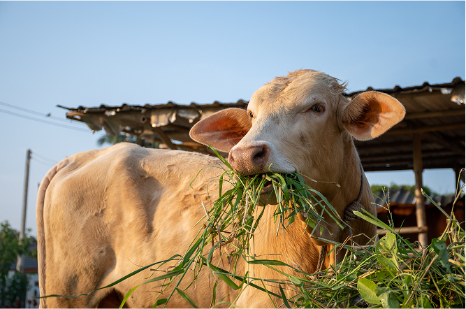 Grass Fed Image