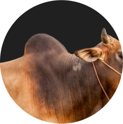 Hump