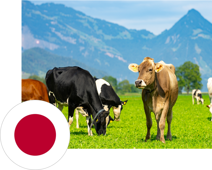 Japans wagyu beef