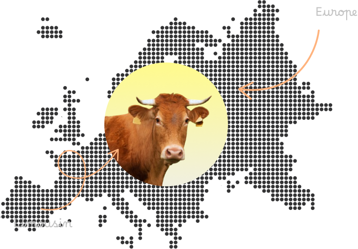 Limousin Stronger