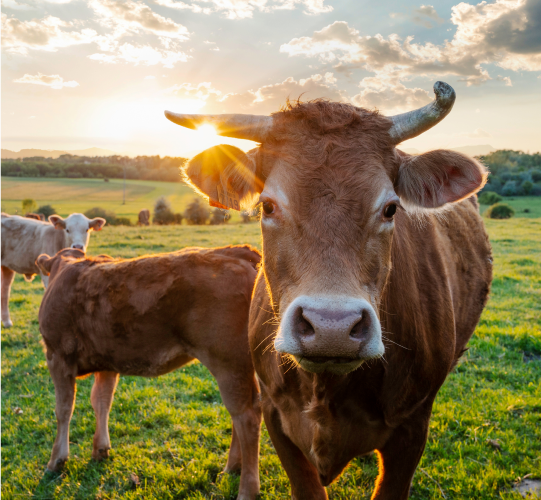 Mask cow pic