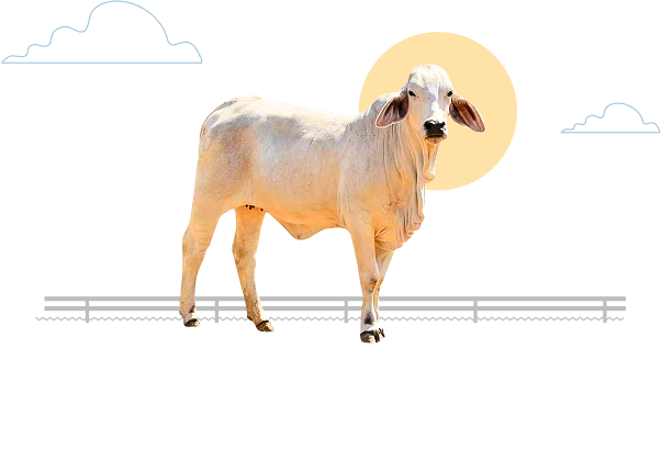 Simmental 04