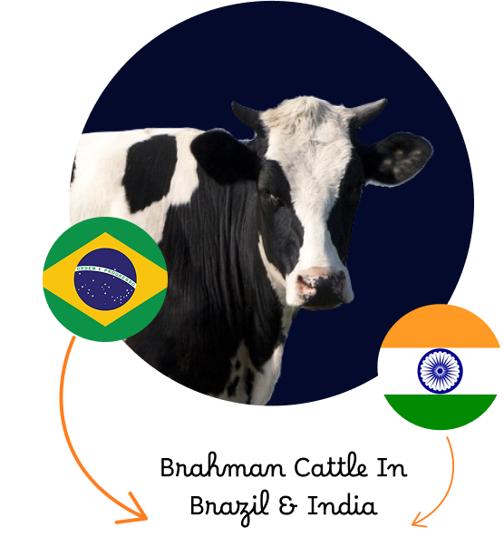 Tropical breeds