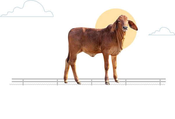 Wagyu 05
