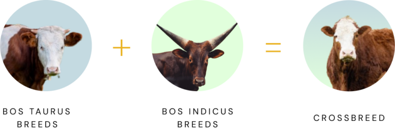 Cattle Breed Guide: Comparing Beef Quality