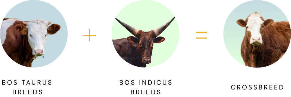 Zebu cattle