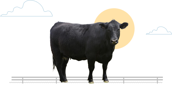angus full image