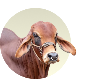 brahman