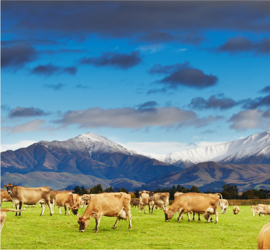 cattle breed