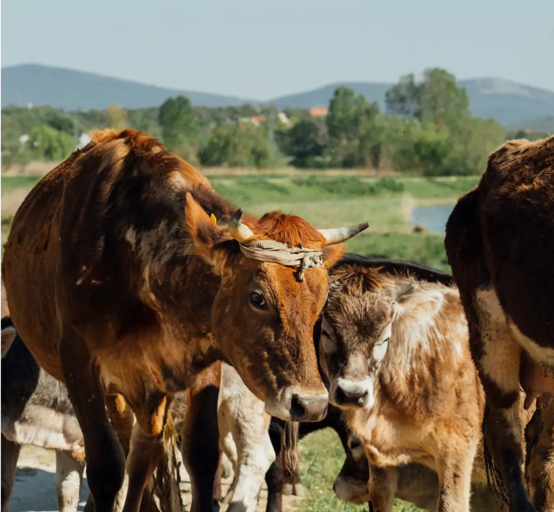 Cattle Breed Guide Comparing Beef Quality