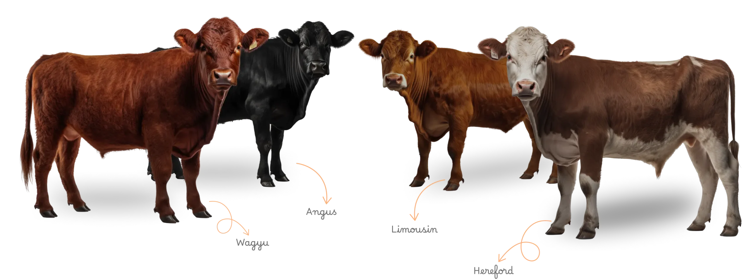 Breeds Of Cattle 12 Breeds That Make Great House Cows
