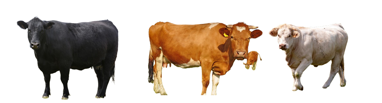cow 3 Image