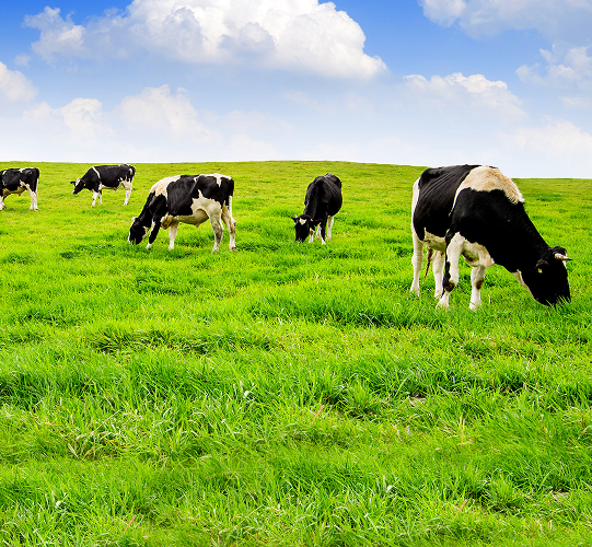 cows-eating-lush-grass-green-field-front-fuji-mountain-japan 1