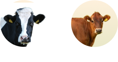 dairy Cattle