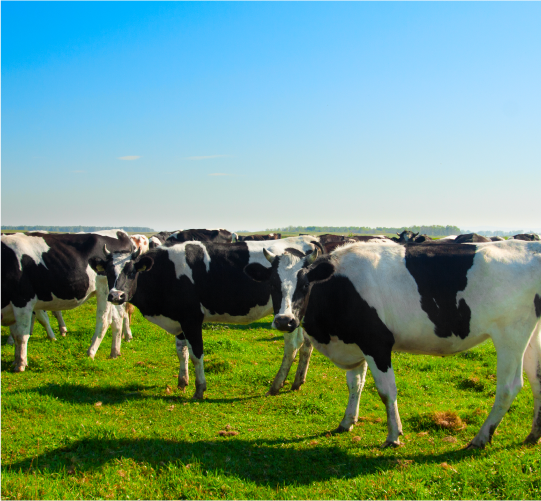 grass fed beef Image