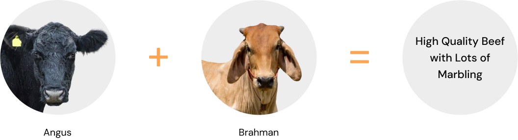 high quality beef