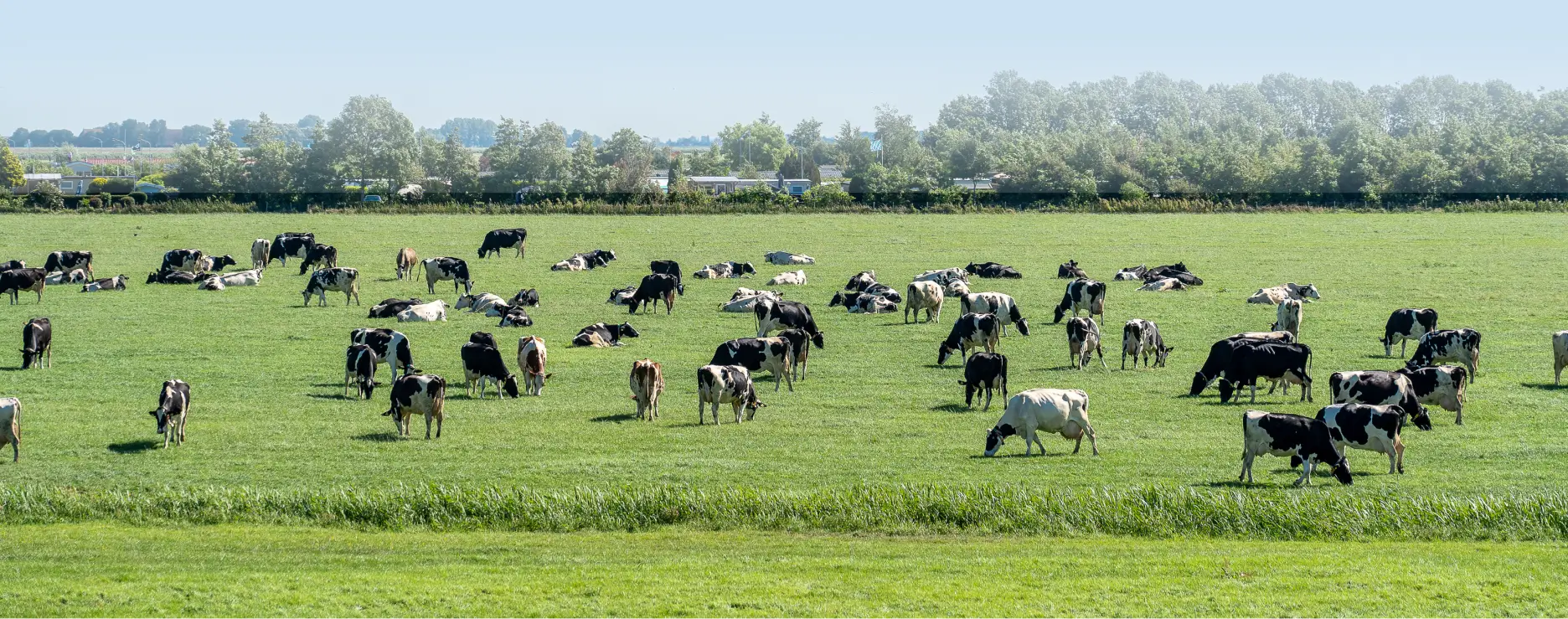 two-or-more-breeds