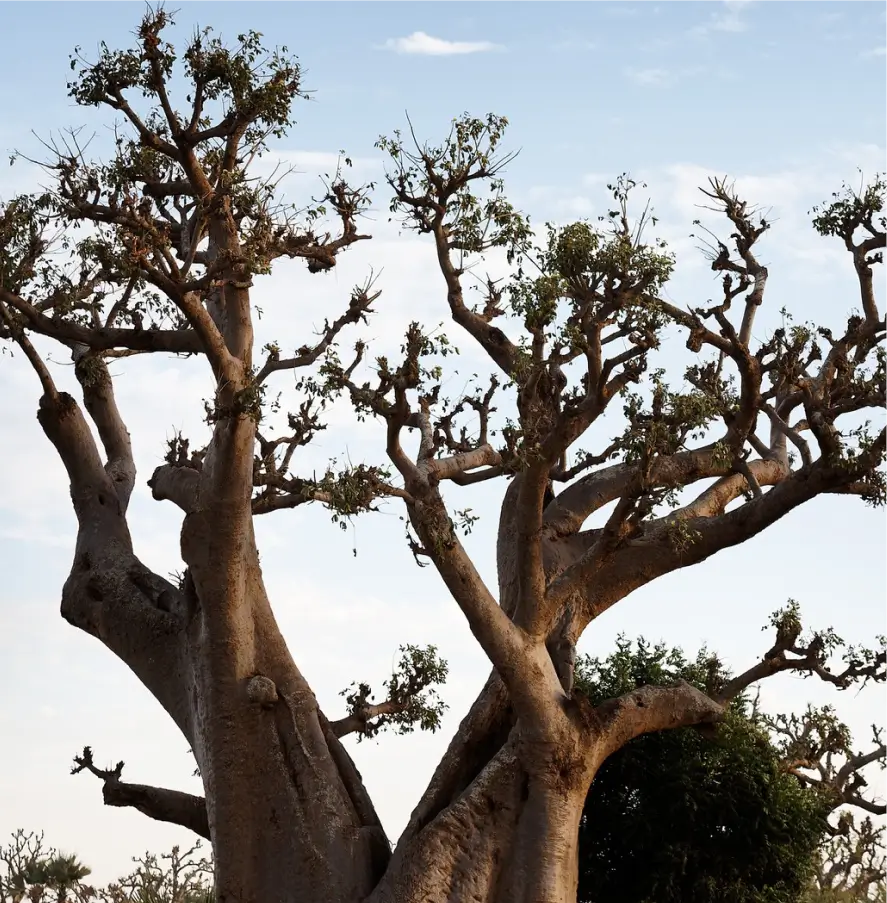 ACACIA Wood
