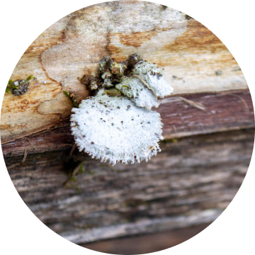 Fungal Protection